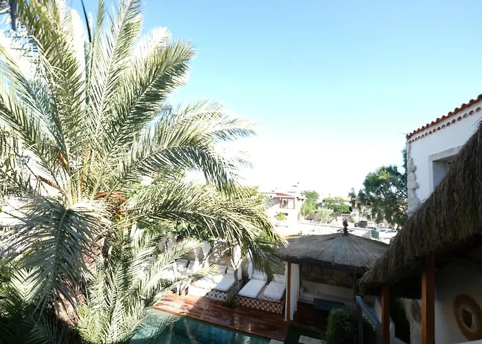 The Abc (adults Only)